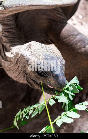 Close-up view of a giant tortoise's head and neck as it delicately eats fresh green leaves. The detailed texture of the tortoise's skin Stock Photo
