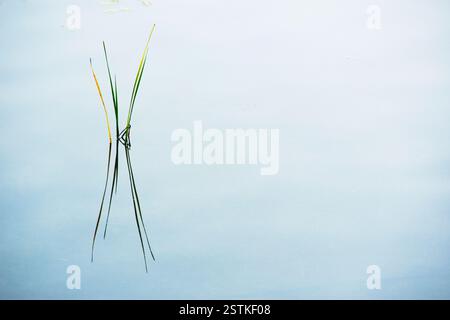 Cattail reeds reflected in still lake surface Stock Photo