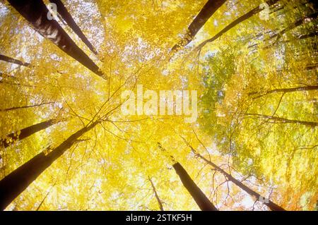 Forest canopy in autumn seen from below Stock Photo