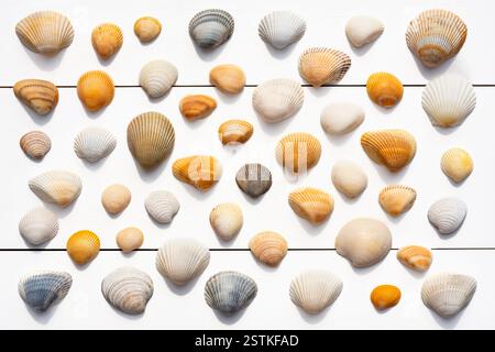 Overhead view of assortment of sea shells on white wooden surface Stock Photo