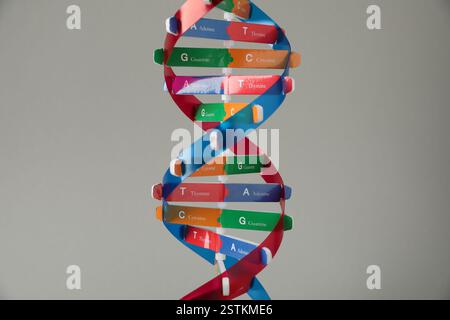 One DNA structure model on grey background Stock Photo