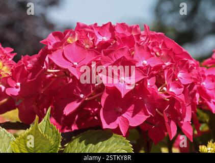 Pink Hydrangea Stock Photo