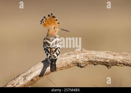 Eurasian Hoopoe in Spain in the winter Stock Photo