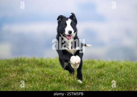 Border Collie sheepdog puppy enjoying some exercise out in a field. North Yorkshire, UK. Stock Photo