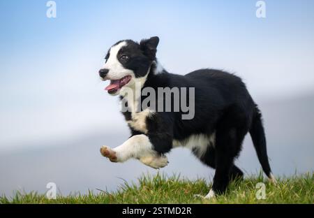 Border Collie sheepdog puppy enjoying some exercise out in a field. North Yorkshire, UK. Stock Photo