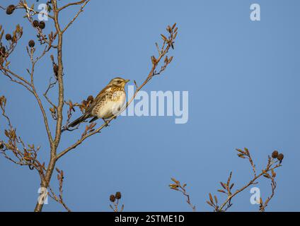 A colourful winter migrant from Scandinavia . A Fieldfare, (Turdus pilaris)  perched on a Alder tree  in a farm orchard. Suffolk. UK Stock Photo