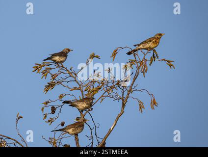 A flock of colourful winter migrants from Scandinavia . Fieldfares, (Turdus pilaris)  flying in to perch on Alder trees at a farm . Suffolk. UK Stock Photo