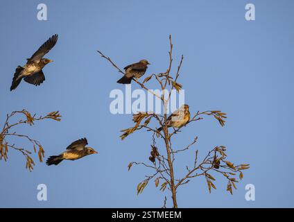 A flock of colourful winter migrants from Scandinavia . Fieldfares, (Turdus pilaris)  flying in to perch on Alder trees at a farm . Suffolk. UK Stock Photo