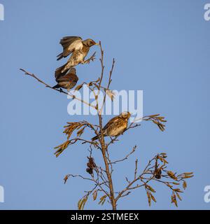 A flock of colourful winter migrants from Scandinavia . Fieldfares, (Turdus pilaris)  flying in to perch on Alder trees at a farm . Suffolk. UK Stock Photo