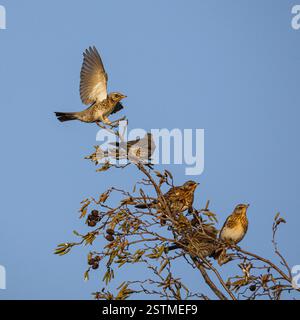 A flock of colourful winter migrants from Scandinavia . Fieldfares, (Turdus pilaris)  flying in to perch on Alder trees at a farm . Suffolk. UK Stock Photo