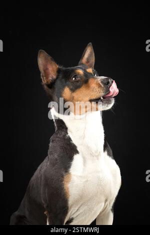 Serious and funny dog of african basenji breed wearing bow tie isolated ...