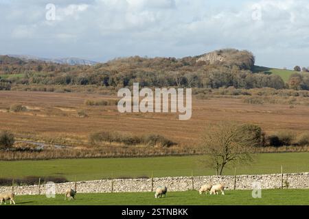 View of Leighton Moss RSPB Reserve from the lower slopes of Warton Crag Lancashre England Stock Photo