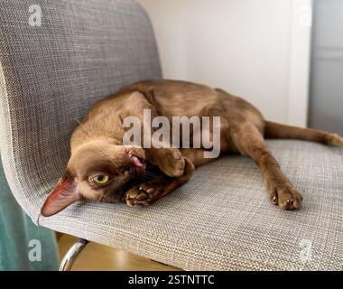 Young burmese cat laying on the chair Stock Photo