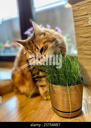 Beautiful siberian red stripped cat eating cat grass. Stock Photo