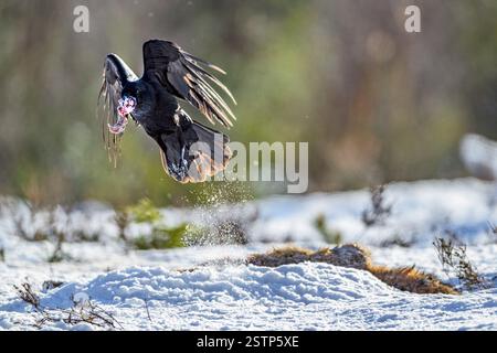 Common Raven (Corvus corax) stealing part of the prey. Stock Photo