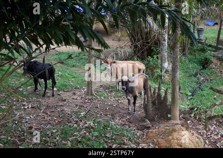 Three cows, including a black one, graze in a lush green farm landscape surrounded by trees and foliage. Stock Photo