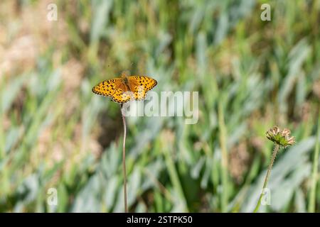 The Dark Green Fritillary (Argynnis aglaja). Dark Green Fritillary resting with its wings open. Stock Photo