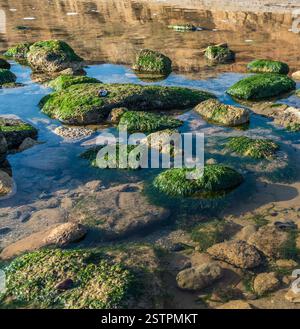 Green algae on the rocks at the edge of the sea Stock Photo