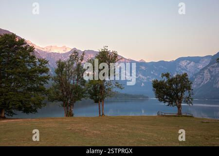The famous and typical lonely old tree on lake Bohinj, Slovenia Stock Photo
