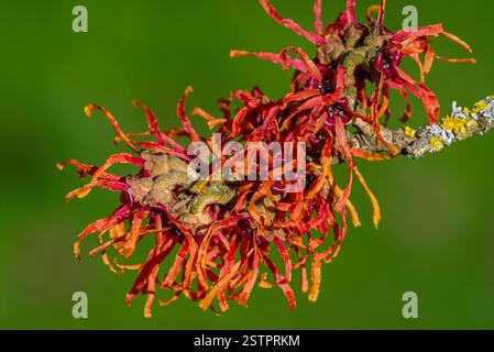 Hybrid witch hazel (Hamamelis × intermedia) cultivar Jelena, deciduous shrub showing red flowers with twisted petals in late winter / spring in park Stock Photo