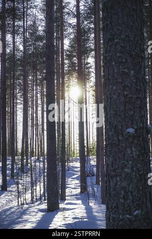 Winter landscape with snow covered forest Stock Photo