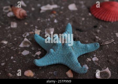 Blue starfish, colorful seashells, broken shells and snails on coarse sand at the seashore, on the beach, in the morning Stock Photo