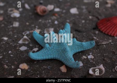 Blue starfish, colorful seashells, broken shells and snails on coarse sand at the seashore, on the beach, in the morning Stock Photo
