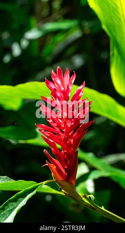 Ginger plant with the scientific name Zingiber officinale which grows in  gardens, is often used as a raw material for traditional medicine Stock  Photo - Alamy