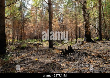 Forest after fire burn. Burned woods after fire. Charred birch and pine trees. Scorched fire-damaged forest. Stock Photo