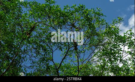 Iguanas resting on a tree Stock Photo