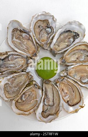 Opened Oysters Stock Photo