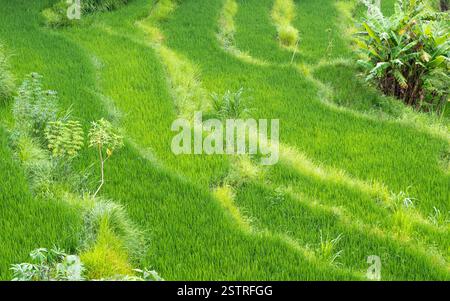 Heart Rice Paddy Vibrant green rice paddy fields stretching across the rural landscape ...