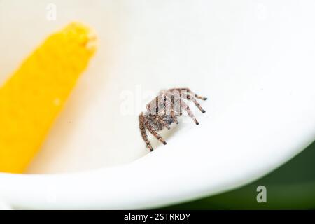 Jumping spider on Calla Lily Stock Photo