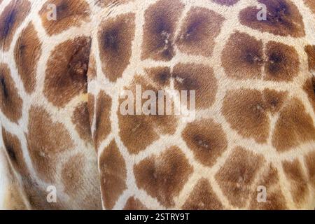Detailed close-up of a giraffe’s unique fur pattern with brown patches and white lines. Stock Photo