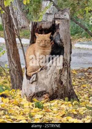 Orange cat sitting (almost like it's posing) in a hollow tree trunk surrounded by colourful orange-yellow autumn leaves; looking at us Stock Photo