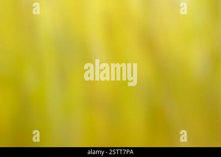 Abstract blurred background in shades of yellow and gold creating a soft textured effect Stock Photo