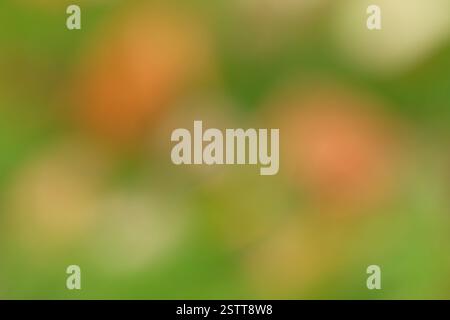 Abstract blurred image of nature showcasing a blend of green and orange hues Stock Photo