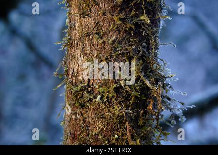 Green moss with frost is lit up by the sunshine on a tree trunk. Stock Photo