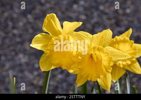 A group of yellow daffodil flowers with raindrops on the petals. Stock Photo