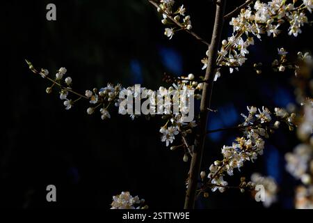 Tree with white cherry blossoms in bloom. Stock Photo