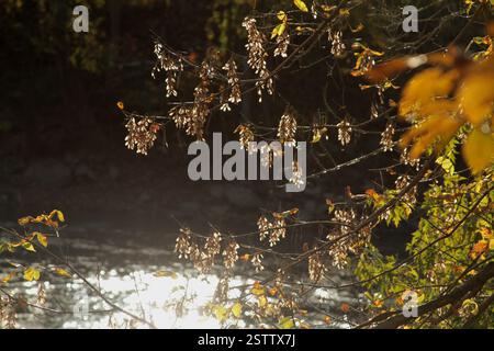 Virginia, USA. Fall in the Blue Ridge Mountains. Maple tree's seeds hanging from the branches into the woods in a beautiful autumn day. Stock Photo