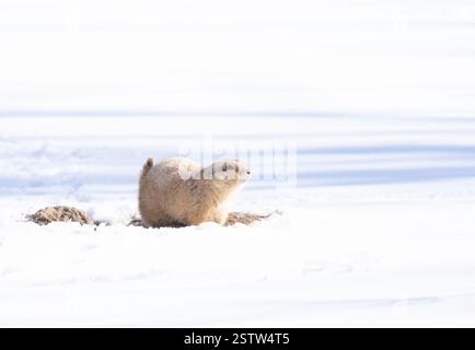 Black-tailed prairie dog sitting on its mound with surrounding snow. Photographed in Longmont, Colorado. Stock Photo