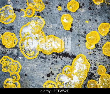 Yellow lichen on grey rock Stock Photo