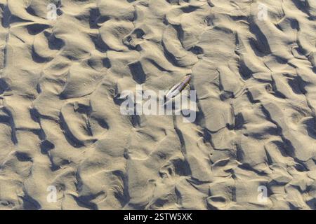 Pattern in the sand, formed by wind and water, in between a single razor clam, North Beach of Norderney, Lower Saxony, Germany, Europe Stock Photo