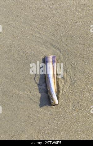 Sheath mussel (Ensis ensis) in the sand on the north beach of Norderney, Lower Saxony, Germany, Europe Stock Photo
