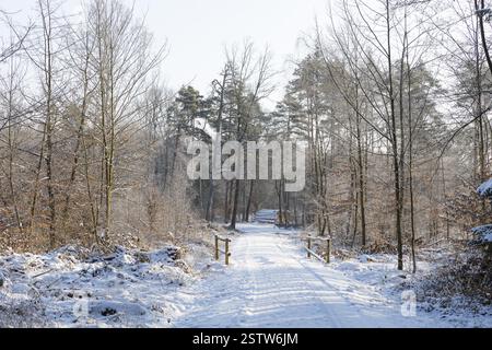 Slightly snow-covered forest path through the Friedewald near Auer, Moritzburg, Saxony, Germany, Europe Stock Photo