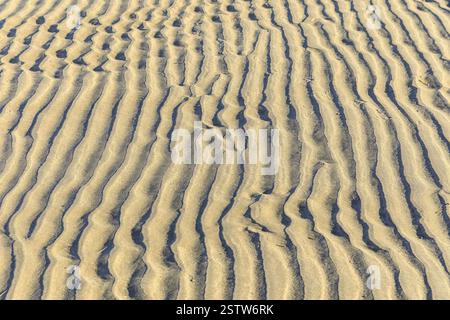 Pattern in the sand, formed by wind and water, in between a single razor clam, North Beach of Norderney, Lower Saxony, Germany, Europe Stock Photo