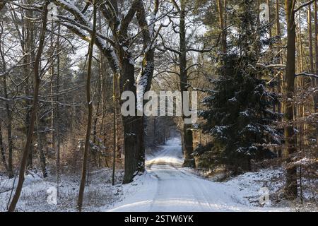 Slightly snow-covered forest path through the Friedewald near Auer, Moritzburg, Saxony, Germany, Europe Stock Photo