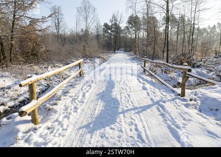 Slightly snow-covered forest path through the Friedewald near Auer, Moritzburg, Saxony, Germany, Europe Stock Photo