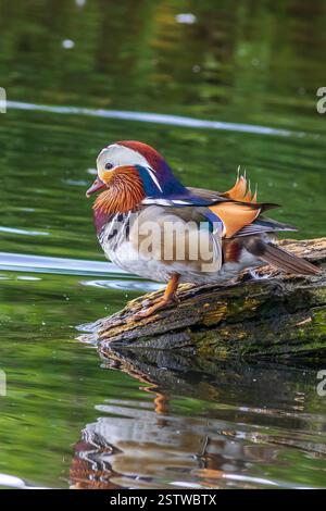 A cute male mandarin duck swimming on the lake. Bright waterfowl close ...